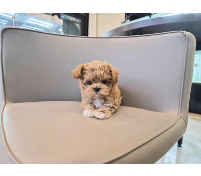 말티푸 분양합니다