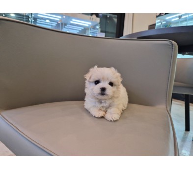 말티푸 분양합니다