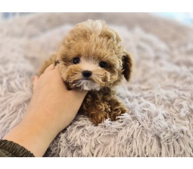 말티푸 분양합니다!