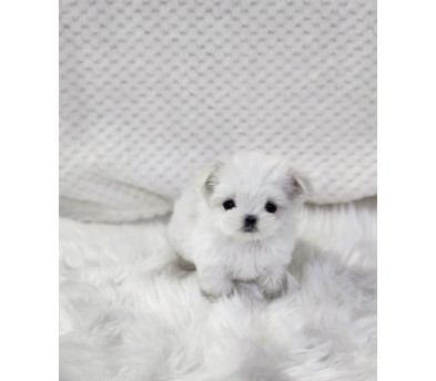 말티즈 분양합니다!