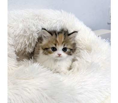 브리티시 롱헤어 분양합니다!