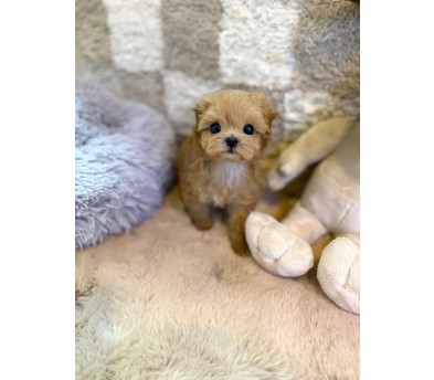 말티푸(이슬이)(분양중)